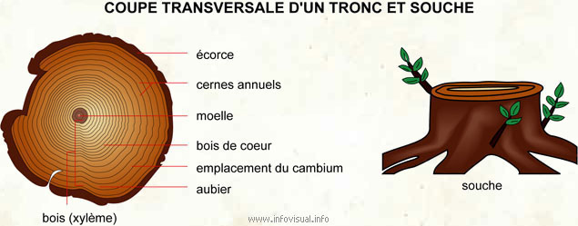 Coupe transversale d'un tronc et souche (Dictionnaire Visuel)